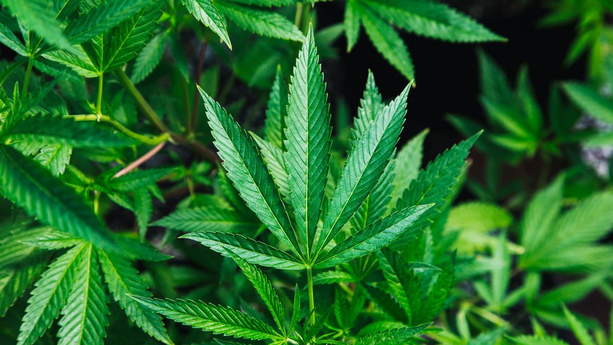 Close-up of green cannabis leaves