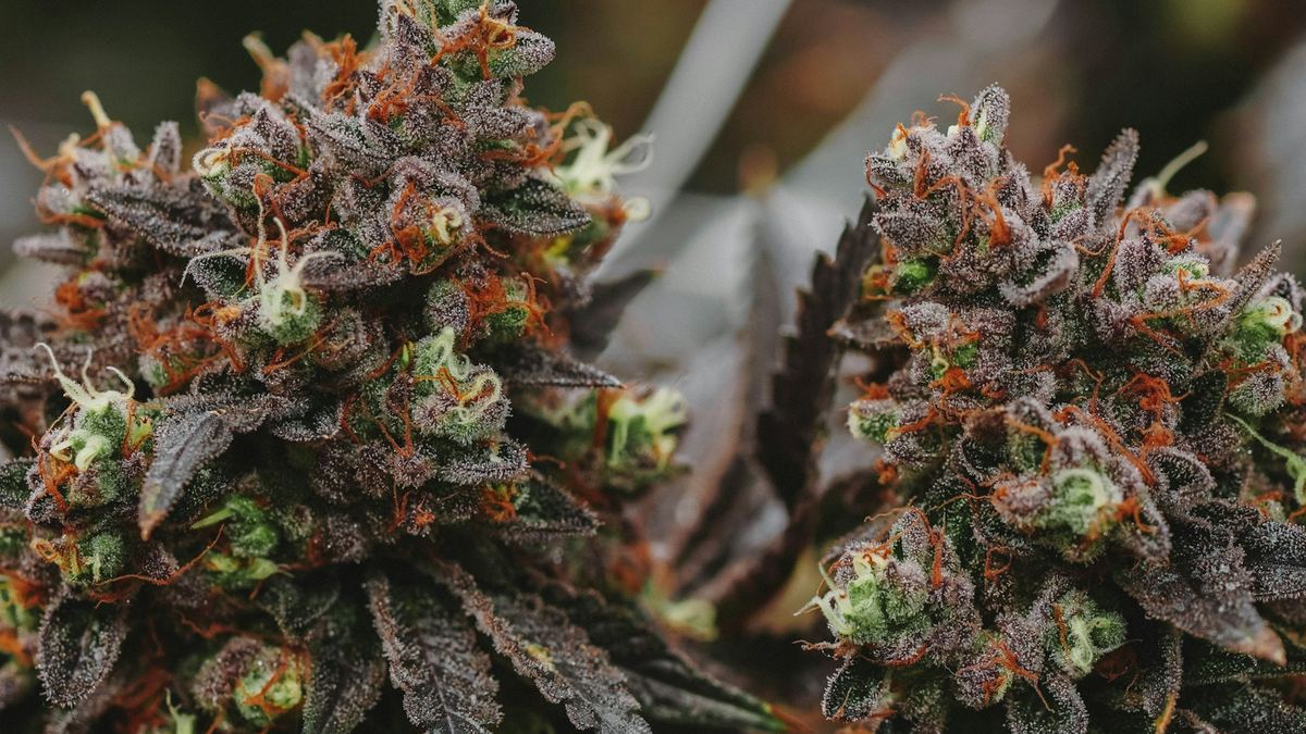 Cannabis flower buds close up